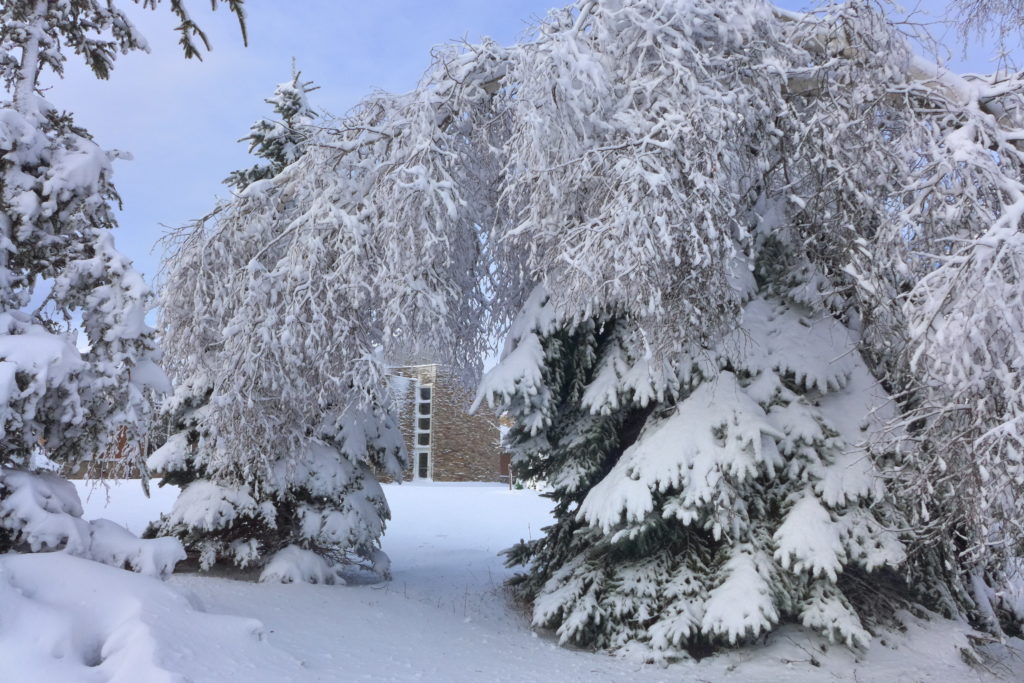 snowy branch in a snowy scene