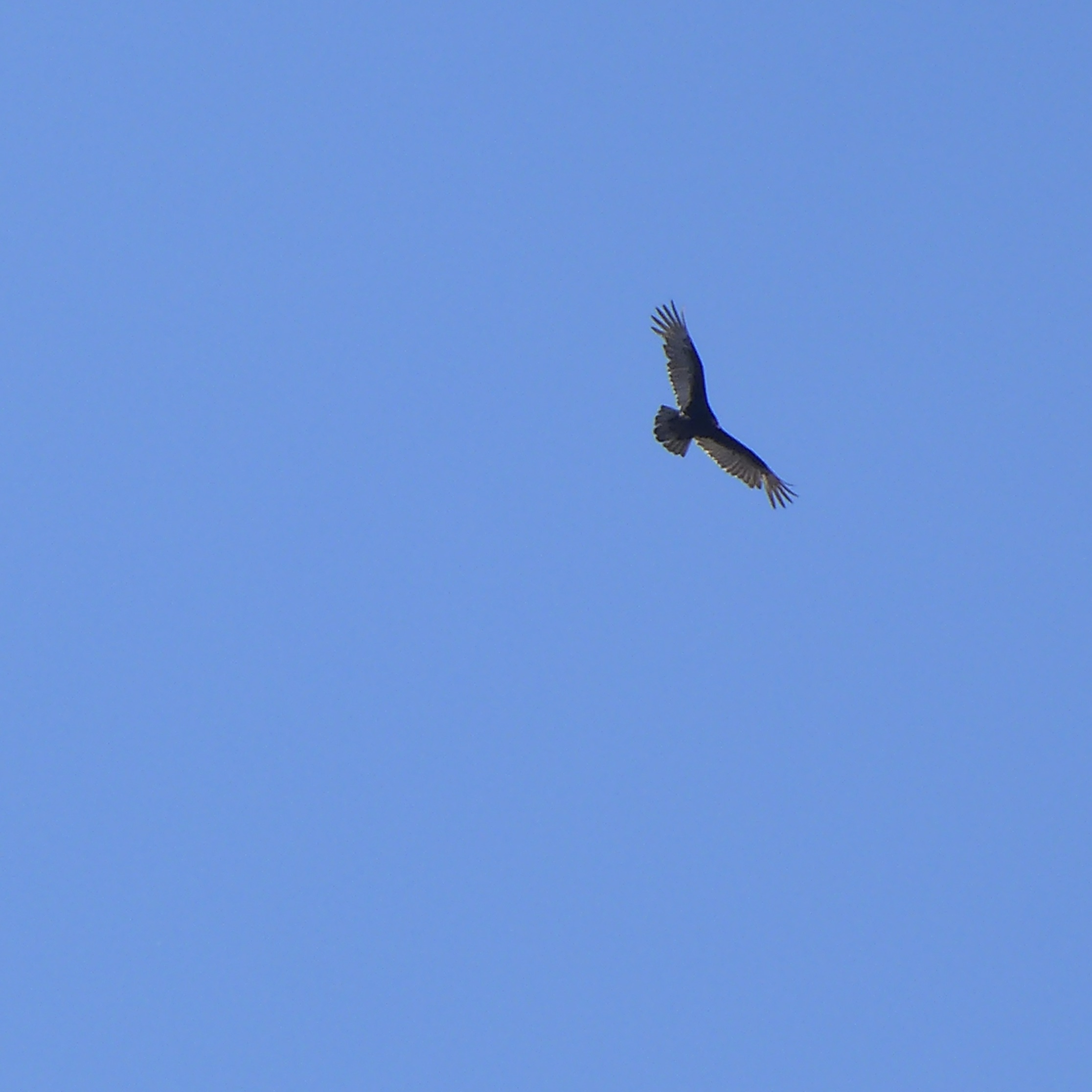 A lone bird soars in a cloudless blue sky