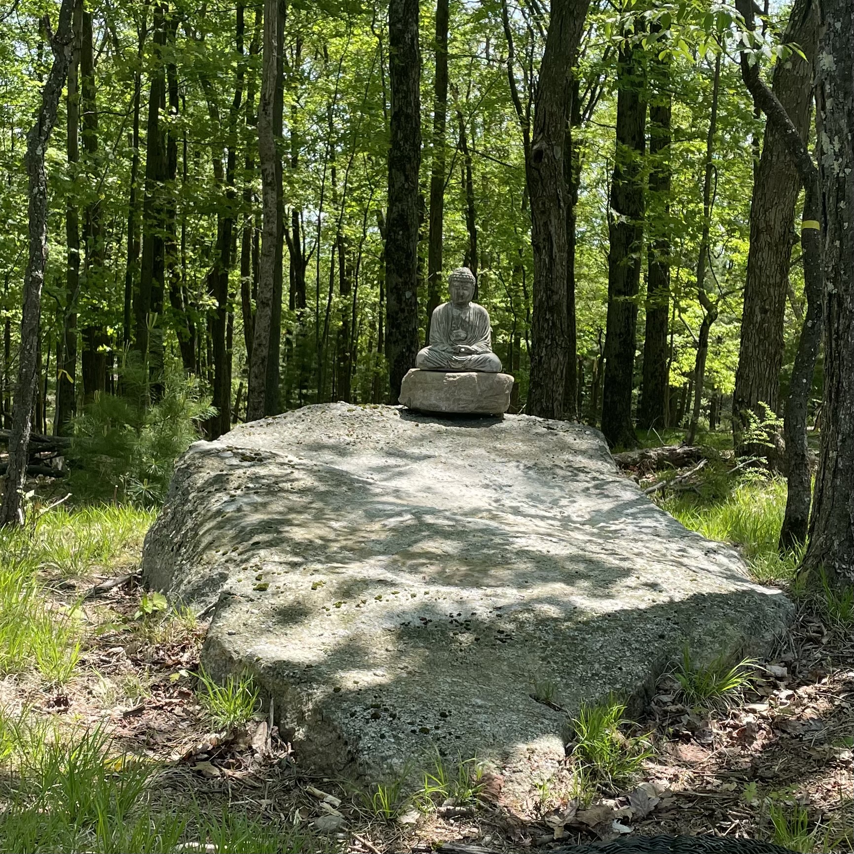 a Buddha on a rock in a sunny glen