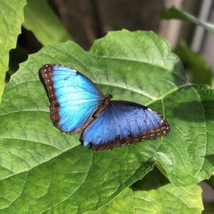 a blue butterfly on a green leaf